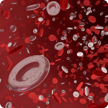 The Circulatory System for Health Professionals